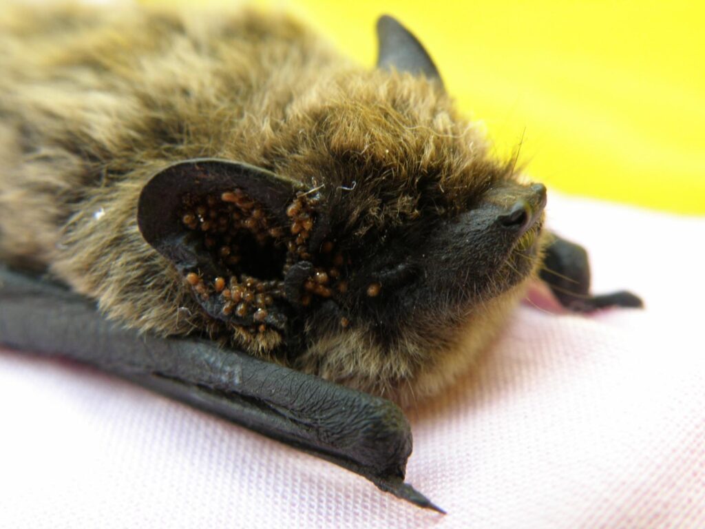 Pipistrelle de Kuhl parasitée