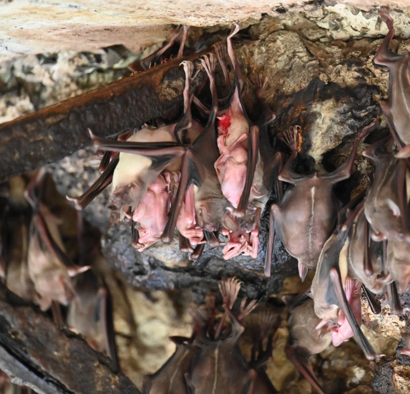 Naissances de Chiroptères dans plusieurs gîtes de la Martinique